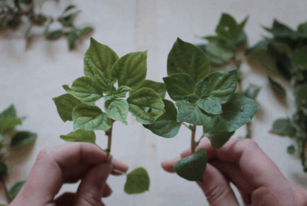 Θεωρήματα 4/2025